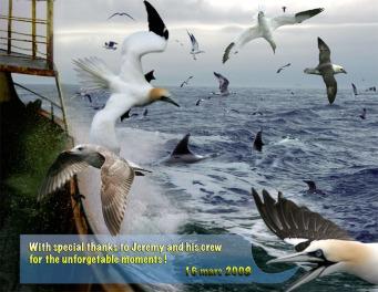 5 ostend palagic 2008